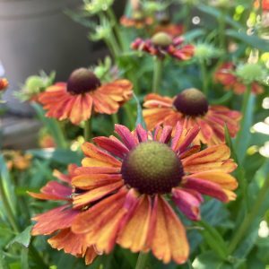 Helenium Strawberry Sundae p13 Solbrud