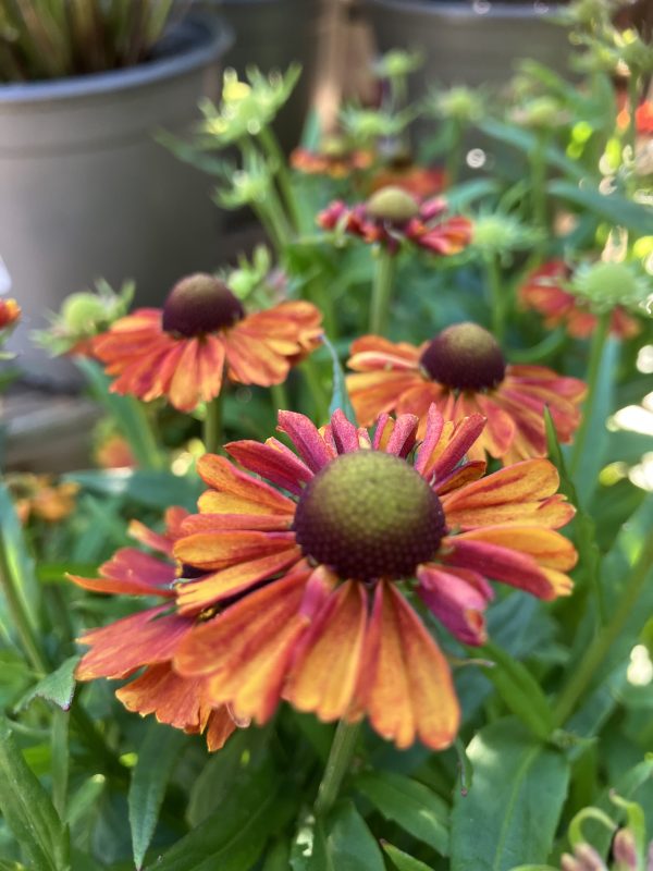 Helenium Strawberry Sundae p13 Solbrud