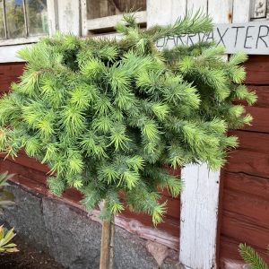 Larix dec. Blue Dwarf stam 120 Klotlärk på stam