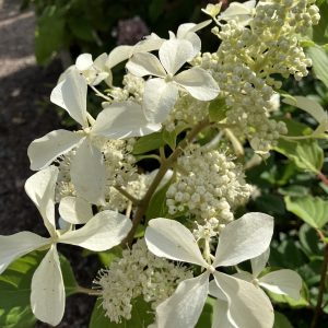Hydrangea pan. Great Star c5 Vipphortensia