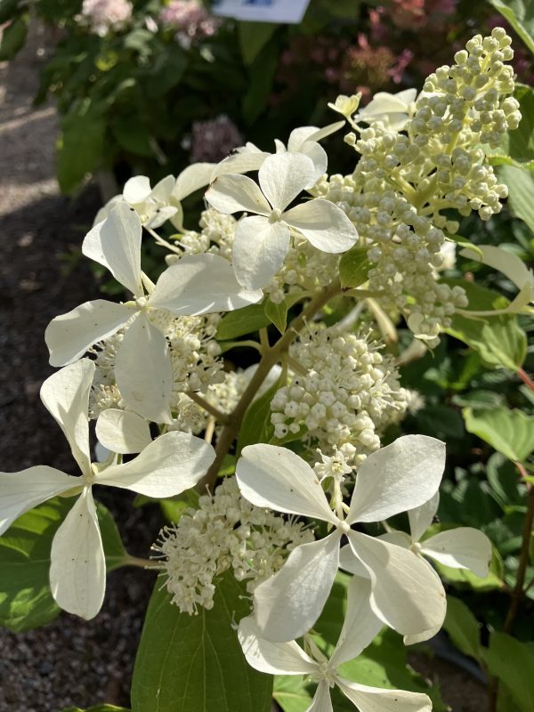 Hydrangea pan. Great Star c5 Vipphortensia