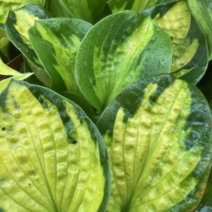 Hosta Pocket full of sunshine