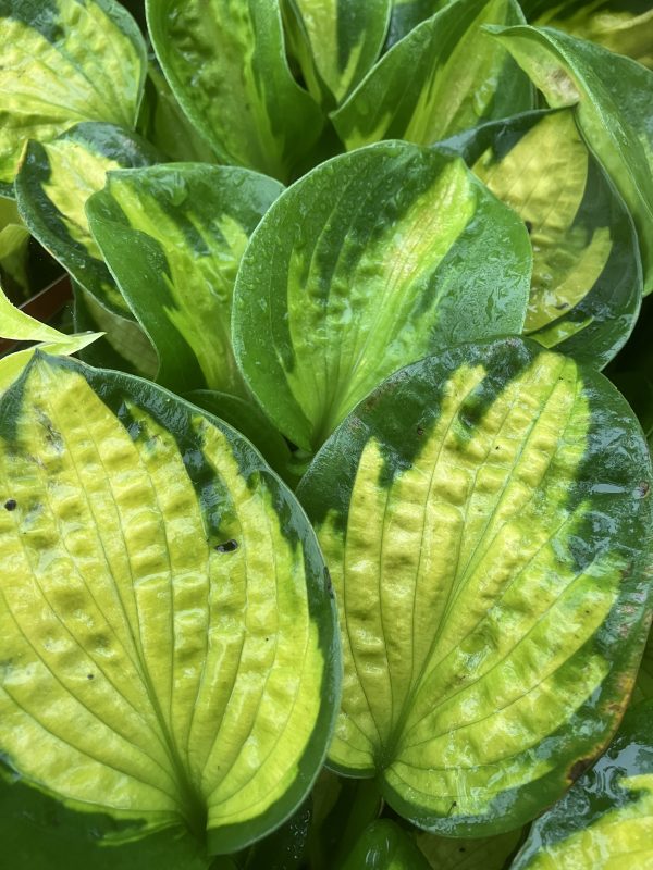 Hosta Pocket full of sunshine