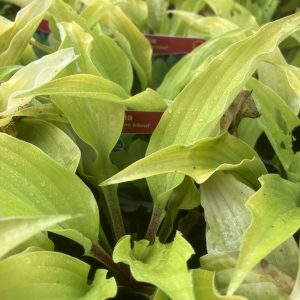 Hosta Fire Island p9 Funkia
