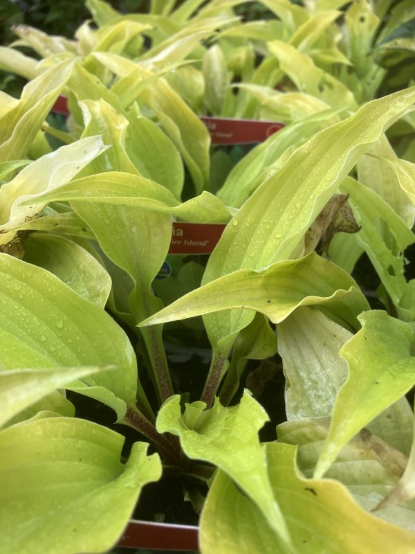 Hosta Fire Island p9 Funkia