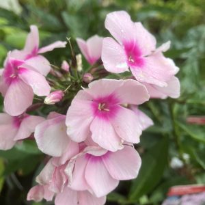 Phlox pan. Bright Eyes p9 Höstflox
