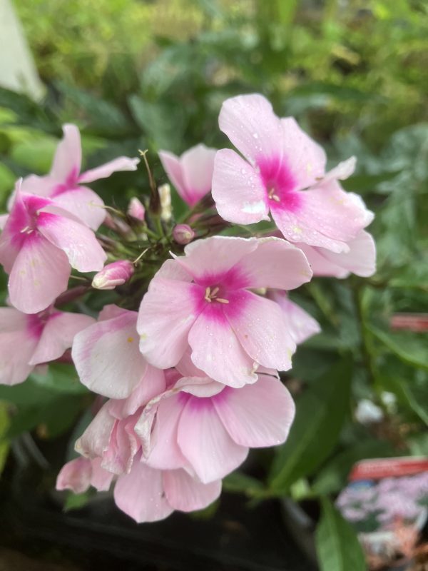 Phlox pan. Bright Eyes p9 Höstflox