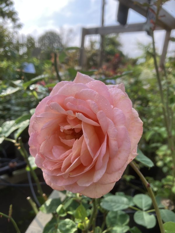Rosa Port Sunlight c6 Austinros