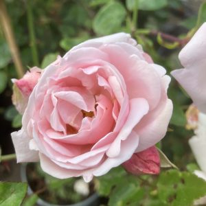 Rosa New Dawn c4 Klätterros