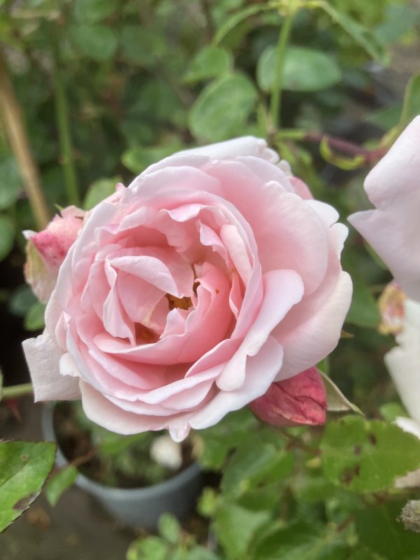 Rosa New Dawn c4 Klätterros