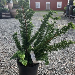Chamaecyparis optusa Teddy Bear 25-30 c2 Japansk ädelcypress