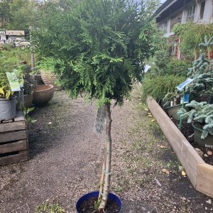 Thuja Brabandt stam 50