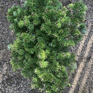 Abies koreana Tundra 25-30 c5 Dvärgkoreagran