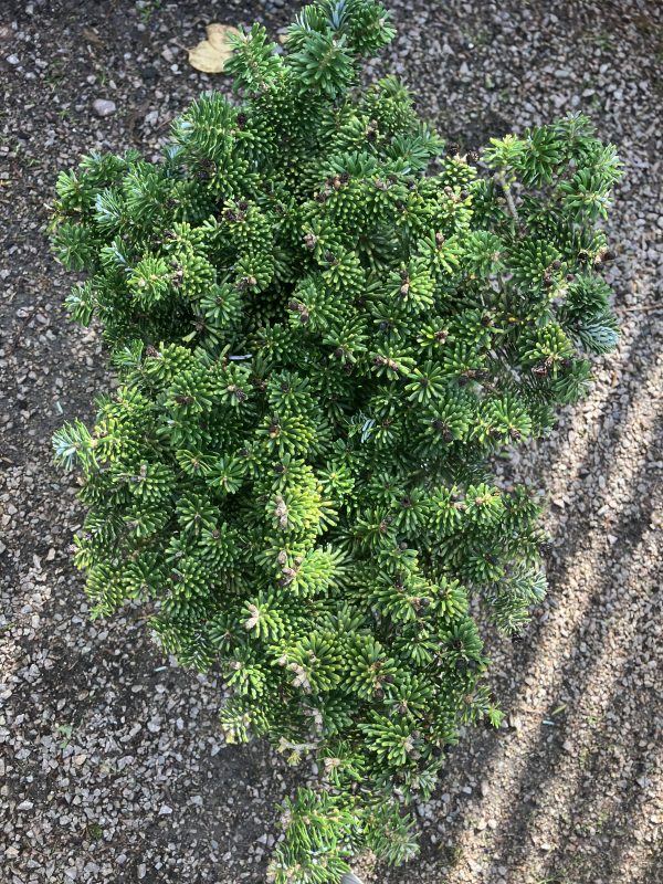 Abies koreana Tundra 25-30 c5 Dvärgkoreagran