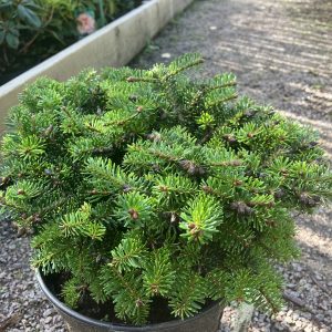 Abies nordmanniana Kate Brook 20-25 c5 Dvärgnordmannsgran