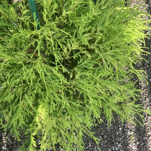 Chamaecyparis pis. filifera Aurea co Trådcypress