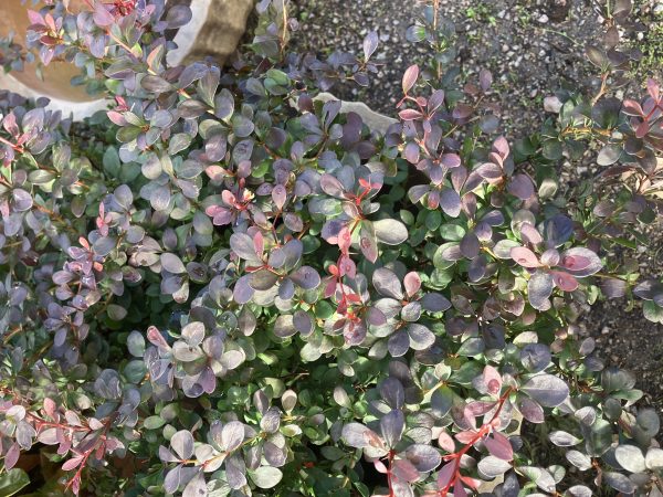 Berberis Darts red Lady c3 Rödbladig Berberis