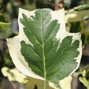 Liriodendron tuli. Snow Bird 175-200 co Tulpanträd