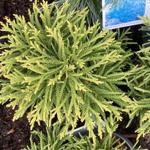 Cryptomeria jap. Little Champion 25-30 co