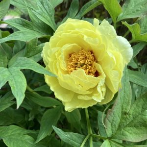 Paeonia lutea High Noon co Trädpion