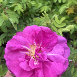 Rosa rug. Augusta c4 Rugosaros