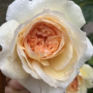 Rosa Bathsheba c6 Austinros