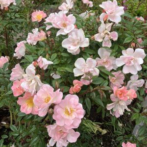 Rosa Open Arms c5 Klätterros