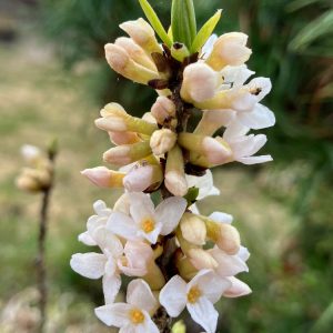 Daphne mezarum Alba 30-40 c4 Tibast