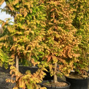 Metasequoia glyptostroboides Gold Rush 175-200 c15 Kinesisk Sequoia