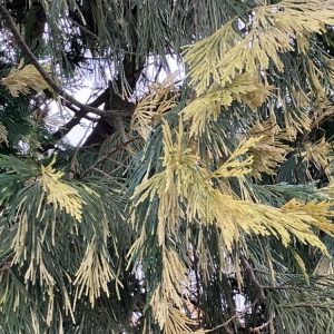 Calocedrus  decurrens Aureovariegata 40-50 C7 Cederthuja