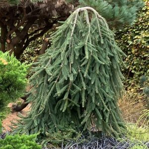 Picea abies Inversa 100-125 c10 Båggran