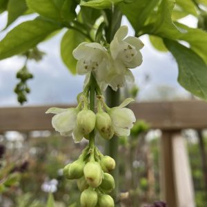Staphylea colchica 60-80 c5