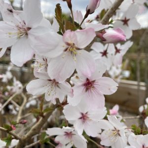 Prunus incisa The Bride 120-150 busk c10 Dvärgkörsbär