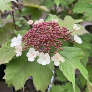 Viburnum sargentii Onondaga 50-70 c10 Blodolvon