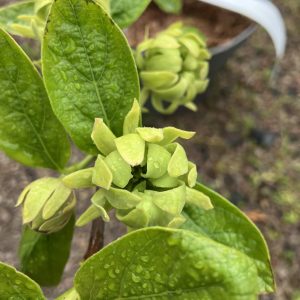 Calycanthus floridus Athens c3 Amerikansk Kryddbuske