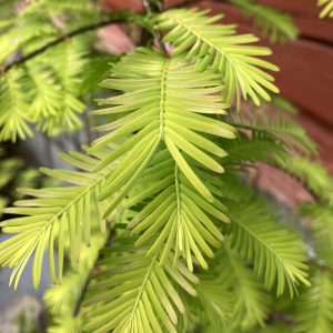 Metasequoia glyptostroboides Gold Rush 175-200 c15 Kinesisk Sequoia