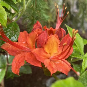 Rhododendron calendulaceum 30-40 c3,5 Flammazalea