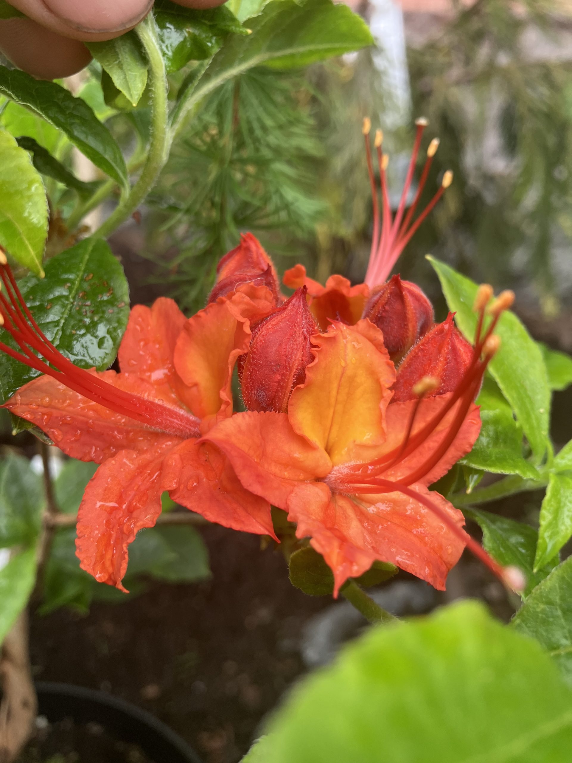Rhododendron calendulaceum 30-40 c3,5 Flammazalea