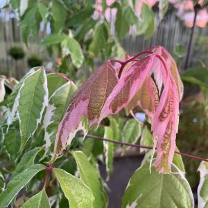 Acer negundo Flamingo 200-220 c15 Rosa-Vit Brokig Asklönn
