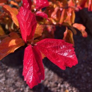 Parrotia persica Jodrell Banks 220-250 c10 Papegojbuske