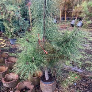 Pinus ponderosa 80-100 c7,5 Gultall