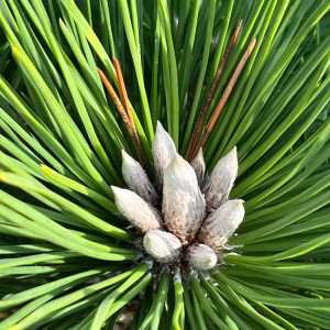 Pinus thunbergii Sayonara 60-80 c35 Japansk Svarttall