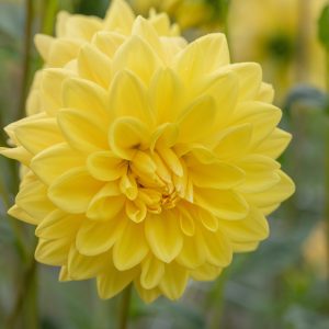 Dahlia American Sun 1 pack