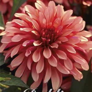 Dahlia Art Deco 1 pack