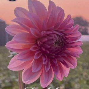 Dahlia Beauthy Queen 1 pack
