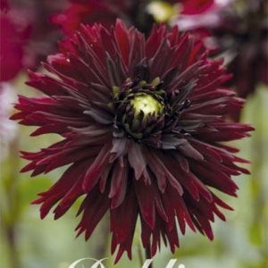 Dahlia Black Touch 1 pack