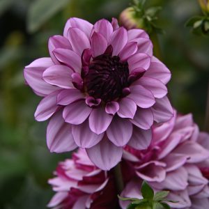 Dahlia Creme de cassis  1 pack
