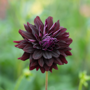 Dahlia Czarny Charaktar 1 pack