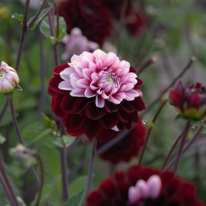 Dahlia Daria in Love 1 pack