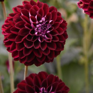 Dahlia Downham Royal  1 pack
